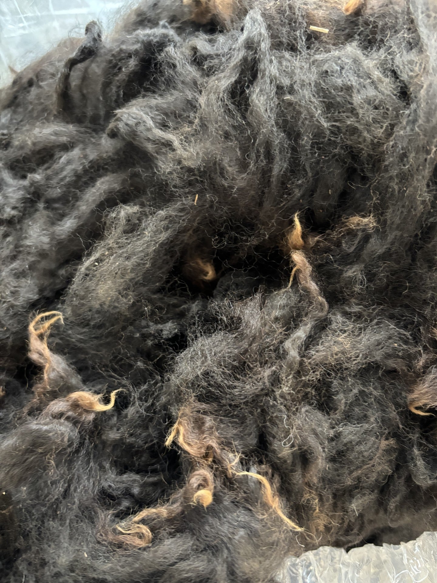 Alpaca fleece - raw