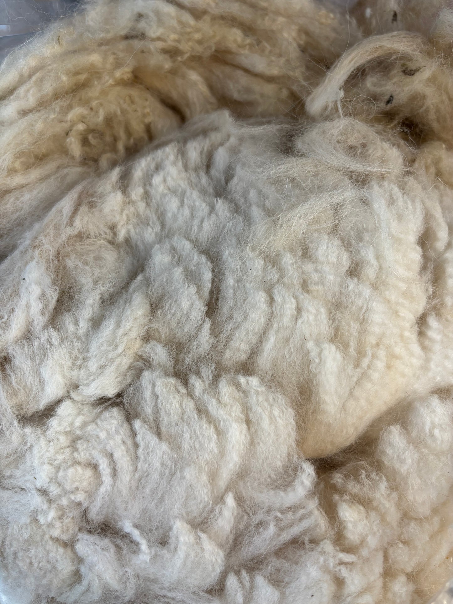 Alpaca fleece - raw