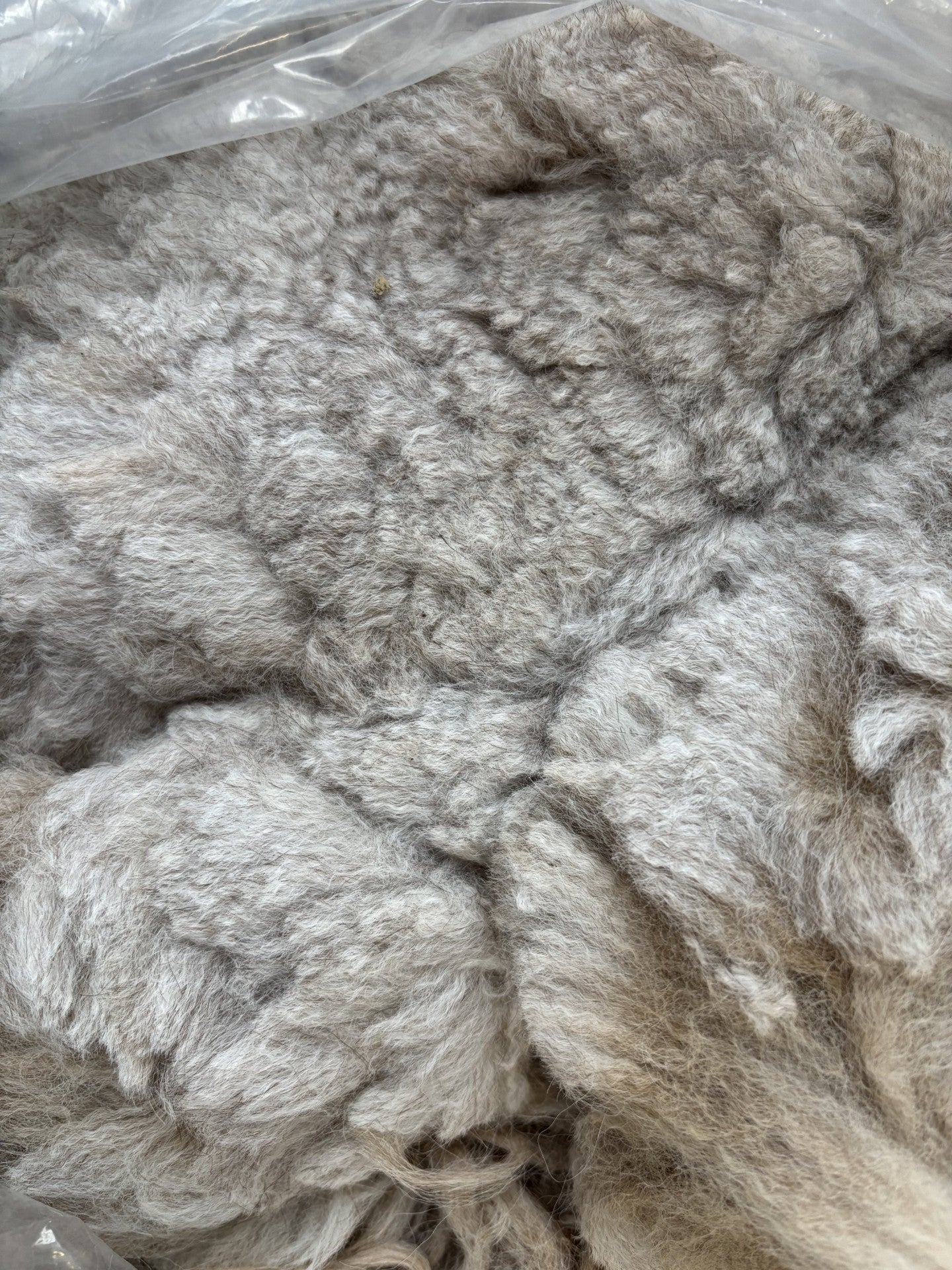 Alpaca fleece - raw