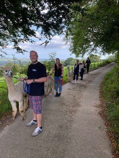 Alpaca walking and homemade Devon Cream Tea experience