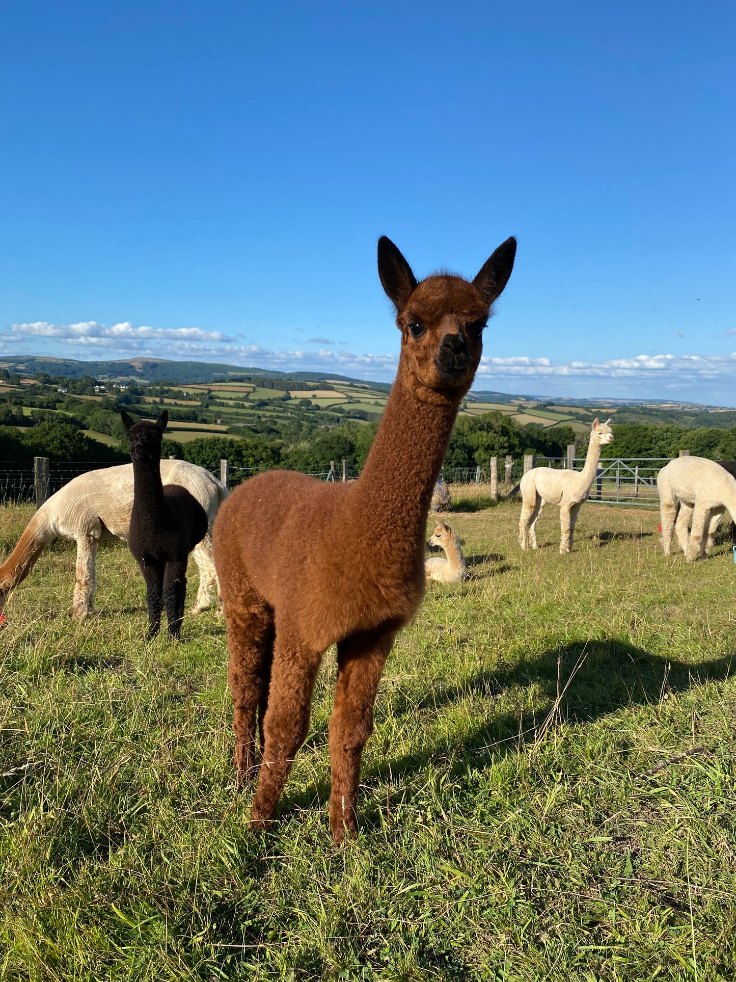 Alpaca farm guided tour