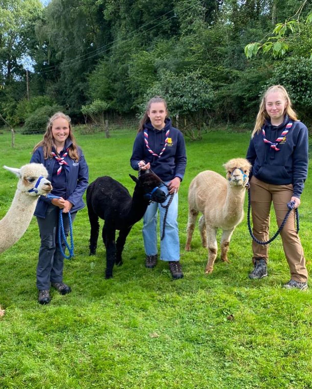 Alpaca walking and homemade Devon Cream Tea experience