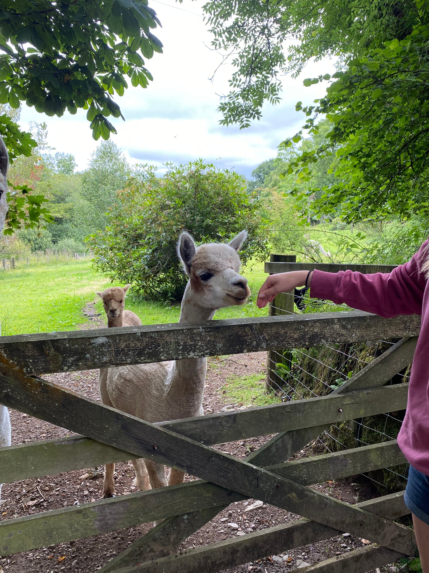Alpaca farm guided tour