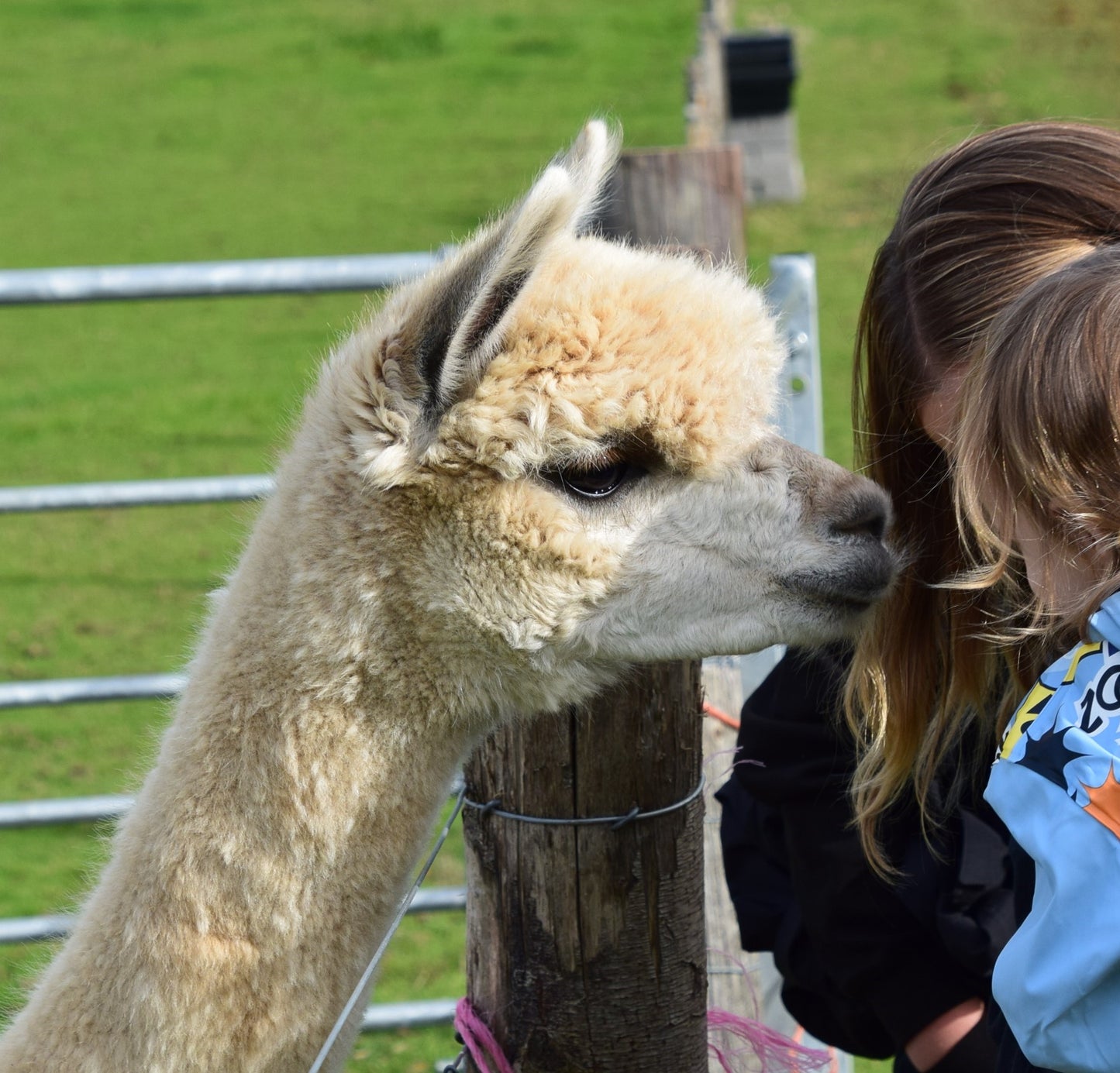 Alpaca farm guided tour