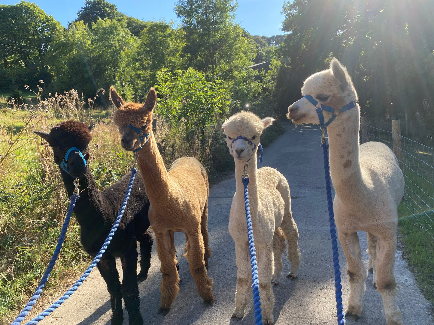 Alpaca walking and homemade Devon Cream Tea experience